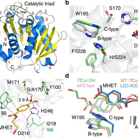 The Mhet Bound Tfcut Dm Structure A The X Ray Crystal Structure Of