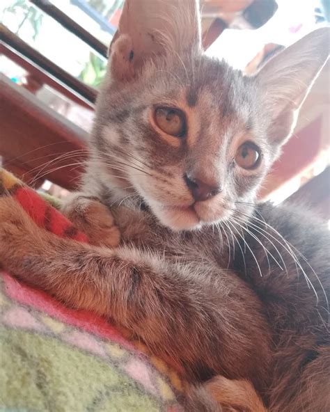 Bast On Twitter Rt Degatitos Gatito En Adopcion En Caba Encontr