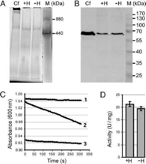 Respiratory complex II (succinate dehydrogenase) is assembled and ...