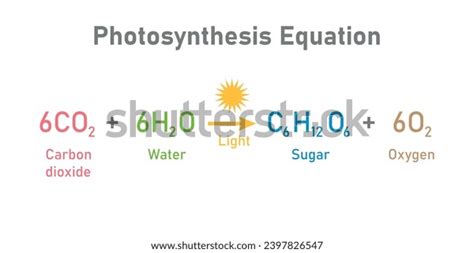 Photosynthesis Equation Carbon Dioxide Water Sugars Stock Vector ...