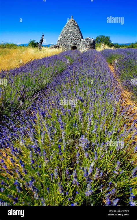 Stone House With Lavender Field Lavandula Angustifolia High Resolution