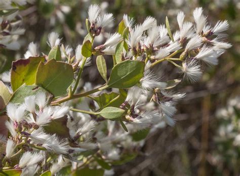 Groundsel Tree Eastern Baccharis Baccharis halimifolia 200 Seeds USA C ...