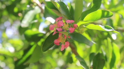 Barbados Cherry – Urban Abundance