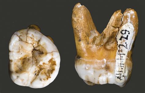 The group carries the DNA of the extinct human species we never knew