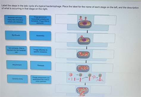 Solved Label The Steps In The Lytic Cycle Of A Typical Chegg