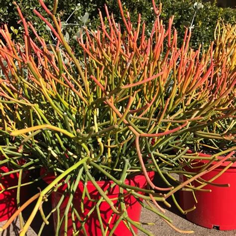 Euphorbia tirucalli 'Firesticks' - Alpine Nurseries