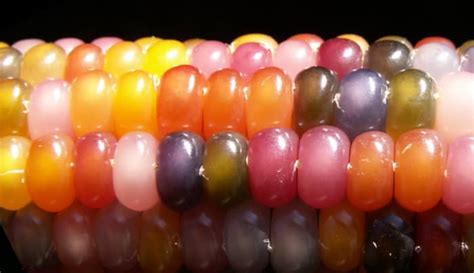 How To Grow Harvest Dry And Cook Beautiful Glass Gem Corn Dengarden