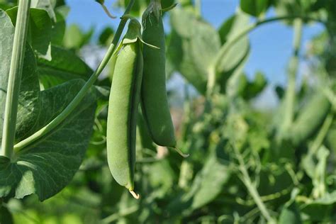 How To Plant And Grow Snap Peas Gardener’s Path