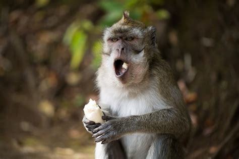 Mono comiendo plátano en la naturaleza | Foto Premium