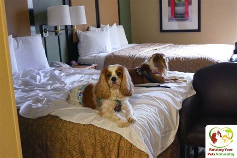 Pet Friendly Hotels in Washington DC Area, Vienna Virginia | Dog-Friendly Hotel Review: Extended ...