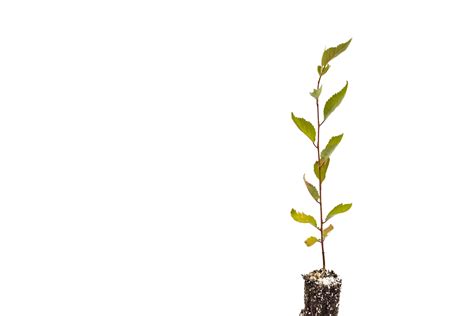 Yoshino Cherry | Small Tree Seedling – The Jonsteen Company