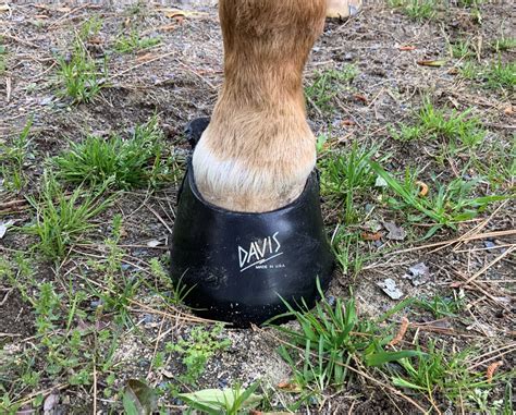 How To Treat And Ease Horse Hoof Abscesses With Banixx