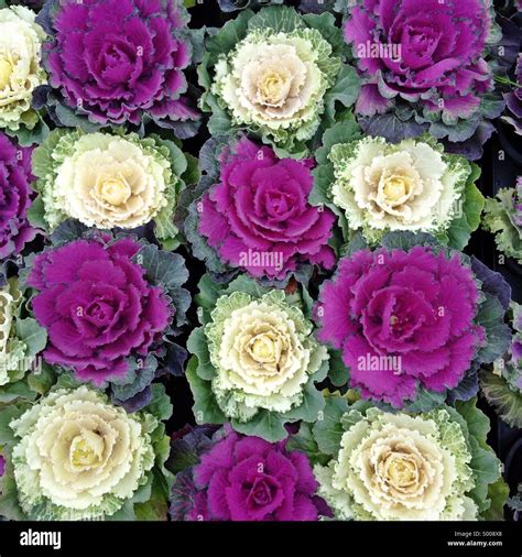 Close Up Of Ornamental Cabbage Flowering Cabbage Brassica Oleracea