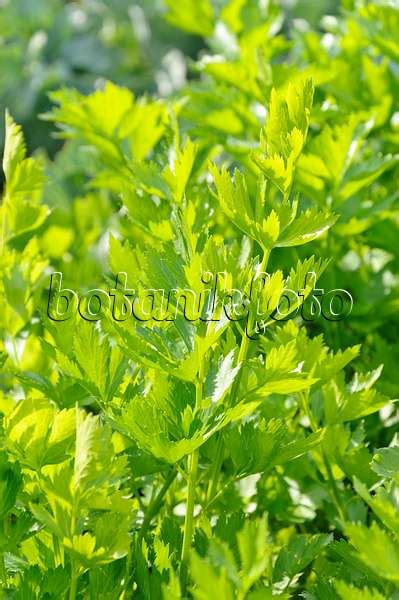 Images Apium Graveolens Var. Secalinum - Images of Plants and Gardens ...