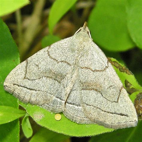 Grayish Zanclognatha Zanclognatha Pedipilalis Bugguide Net