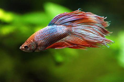 Peces Betta Características Y Cuidados Para Que Estén Sanos