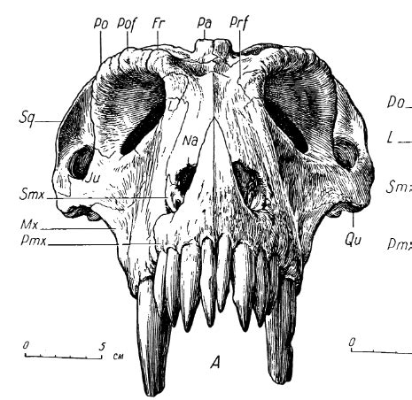 Titanophoneus potens skull in front view. It was a relative of the ancestors of mammals and was ...