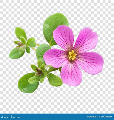 Purslane flower stock image. Illustration of spring - 341487573