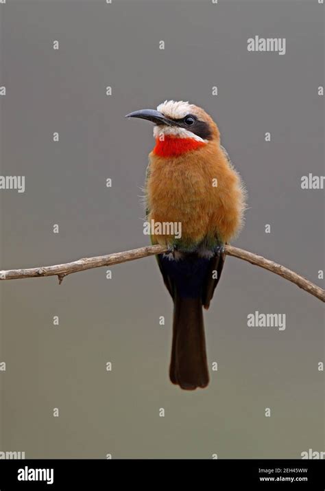 White Fronted Bee Eater Merops Bullockoides Bullockoides Adult