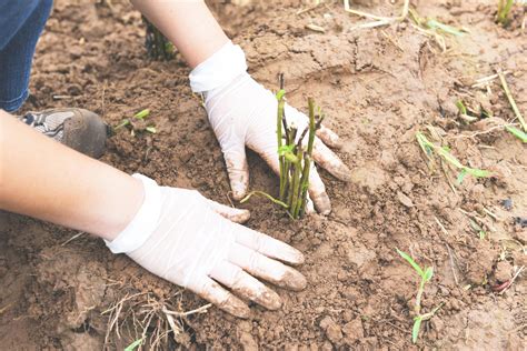 Fixa A Planta No Solo - mão segurando planta jovem para plantar no solo - plantar árvores na ...