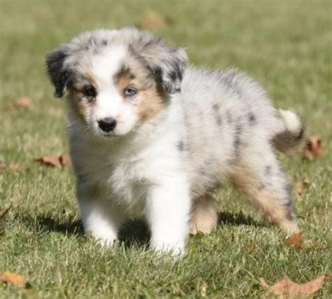 Australian Collie Dog Breed Information, Images, Characteristics, Health