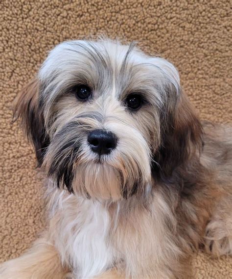 Tibetan Terrier Puppies For Sale