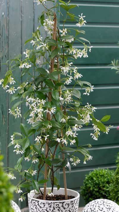 Star Jasmine Vine Climbing Plants Plants Jasmine Plant