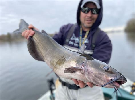 How To Catch Channel Catfish Outdoor Life