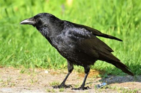 Crow Dream Interpretation Fantasies Liberating Quietude