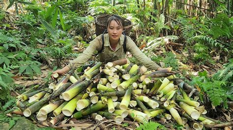 Single Mom Harvest Bamboo Shoots At The Beginning Of The Season To Sell