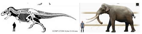 Ucmp 137538 Vs Palaeoloxodon Namadicus Size Comparison Fandom