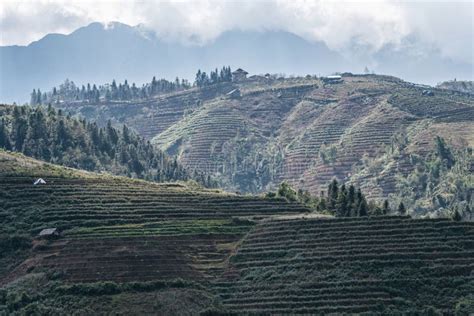 Rice Fields, Rice Terrace Paddy in Sa Pa Lao Cai Vietnam in Asia Stock ...