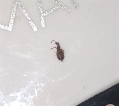 Bed Bug Nymph R Bedbugs