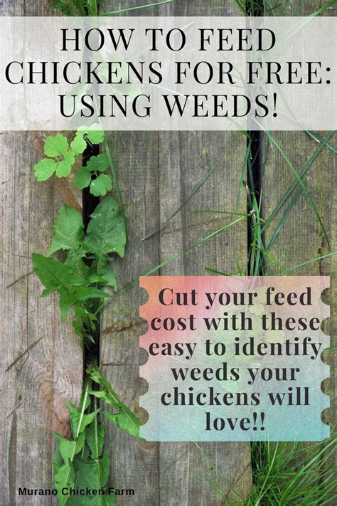 Slash Your Chicken Feed Bill With Free Food Sources