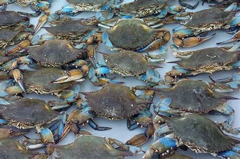 Maryland Blue Crab • Edel Alon