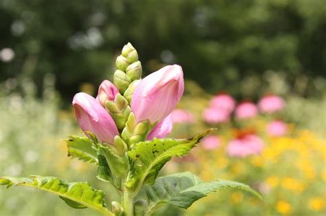 Flower Farm | Lavender Furano - Flower farm in Furano