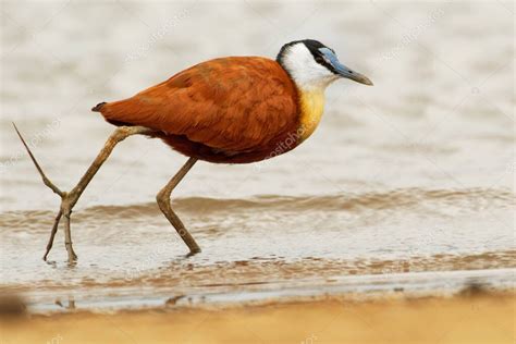 Jacana Africana Actophilornis Africanus Es Un Ave Zancuda De La