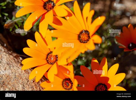 Orange Namaqualand Daisies Stock Photo Alamy