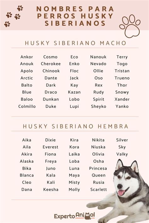 Nombres Para Perros Husky Siberiano Ideas Originales Y Bonitas