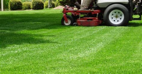 Bermuda Grass Care and Maintenance Tips - The Frisky