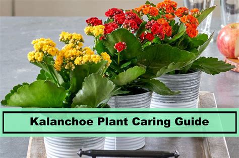 Kalanchoe Plant How To Keep It Healthy And Grow Guide Plants Spark Joy