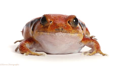 Tomato Frog Photo Wp48486