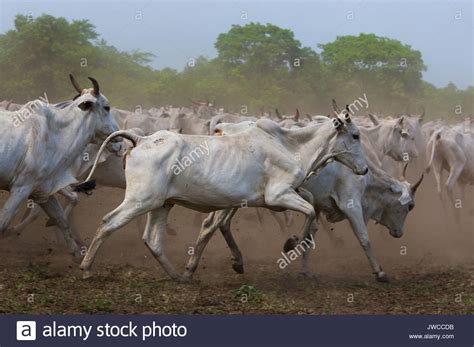 Zebu Cattle Stock Photos And Zebu Cattle Stock Images Alamy