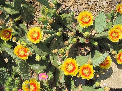 Prickly Pear Vinland Valley Nursery Showy Flowers Valley Nursery