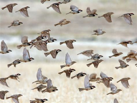 Spanish Sparrow Ebird