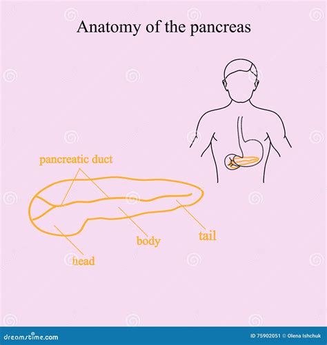 Pancreas Location And Parts Labeled Diagram Vector Drawing ...