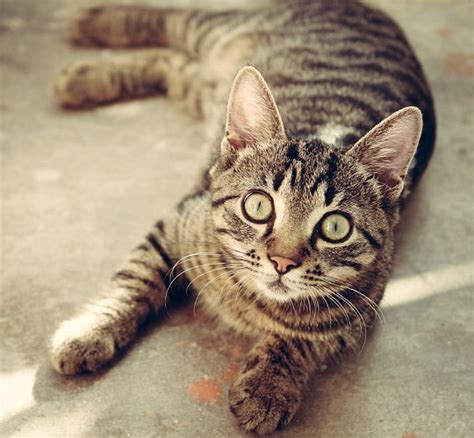 Mackerel Tabby Cat - Origin and Important Facts - MustPets.Com