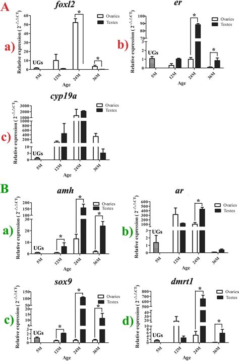 The Spatiotemporal Expression Patterns Of Seven Sex Related Genes