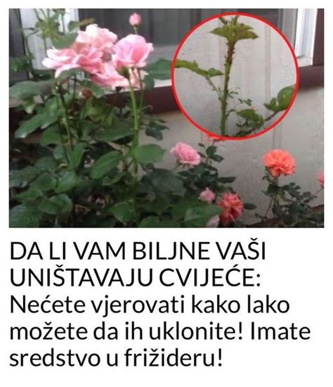 Je li vaš vrt okupiran dosadnim biljkama koje uništavaju vaše prekrasno