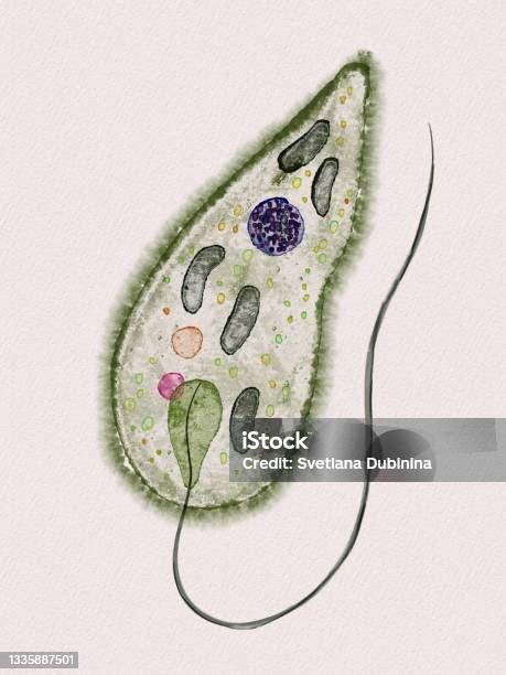 Unicellular Organisms Amoeba Euglena Bodo Stock Illustration Download Image Now Euglena